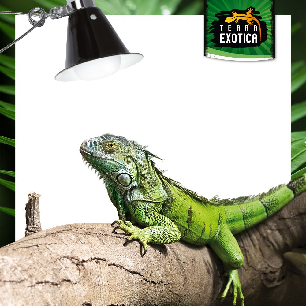 Comfort Clamp Lamp - Comfort-Klemmlampe - Mini-Large